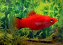 Platy comète rouge - Platy - Comptoir du Poisson exotique