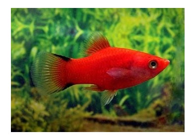 Platy comète rouge - Platy - Comptoir du Poisson exotique