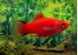 Platy comète rouge - Platy - Comptoir du Poisson exotique