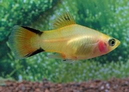 Platy comète gold - Platy - Comptoir du Poisson exotique