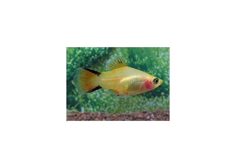 Platy comète gold - Platy - Comptoir du Poisson exotique