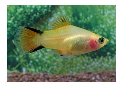 Platy comète gold - Platy - Comptoir du Poisson exotique