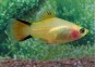 Platy comète gold - Platy - Comptoir du Poisson exotique