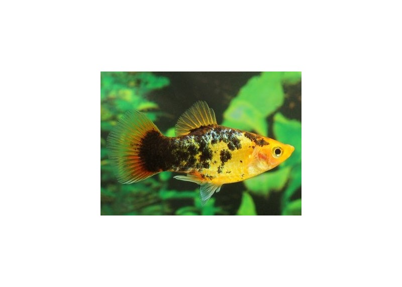 Platy calico sunset - Platy - Comptoir du Poisson exotique