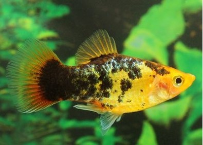 Platy calico sunset - Platy - Comptoir du Poisson exotique