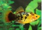 Platy calico sunset - Platy - Comptoir du Poisson exotique