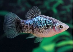 Platy calico bleu - Platy - Comptoir du Poisson exotique