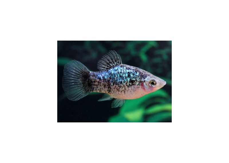 Platy calico bleu - Platy - Comptoir du Poisson exotique