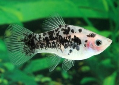 Platy calico blanc - Platy - Comptoir du Poisson exotique