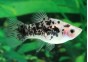 Platy calico blanc - Platy - Comptoir du Poisson exotique