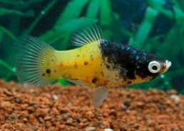 Platy bumble bee - Platy - Comptoir du Poisson exotique