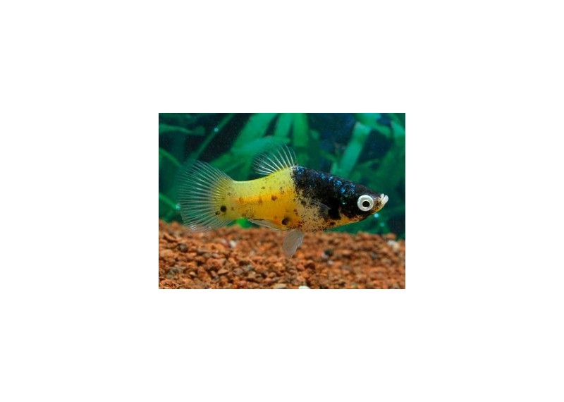 Platy bumble bee - Platy - Comptoir du Poisson exotique