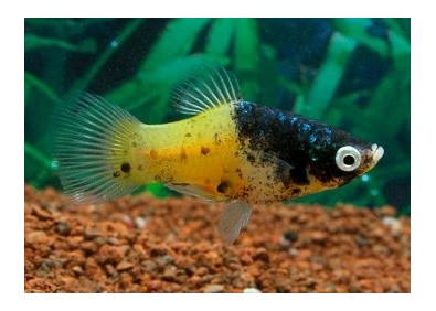 Platy bumble bee - Platy - Comptoir du Poisson exotique