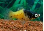 Platy bumble bee - Platy - Comptoir du Poisson exotique