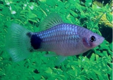 Platy bleu mickey - Platy - Comptoir du Poisson exotique