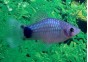 Platy bleu mickey - Platy - Comptoir du Poisson exotique