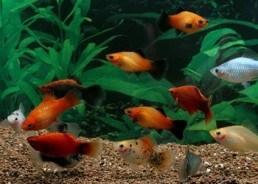 Platy assortis - Platy - Comptoir du Poisson exotique