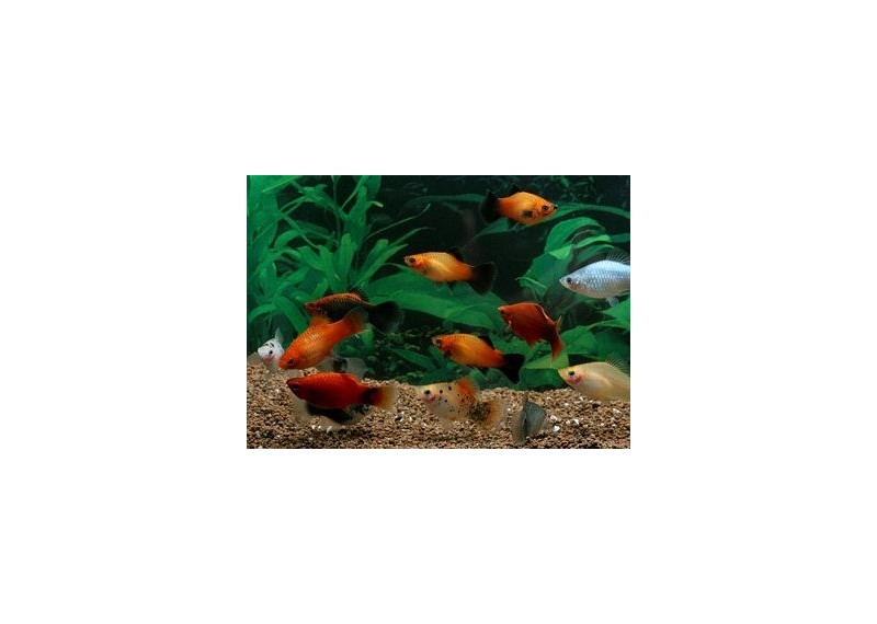 Platy assortis - Platy - Comptoir du Poisson exotique