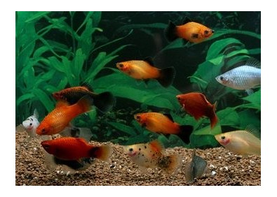 Platy assortis - Platy - Comptoir du Poisson exotique