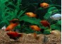 Platy assortis - Platy - Comptoir du Poisson exotique