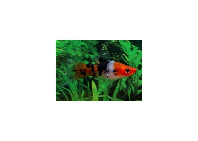 Xipho koi sanke - Xipho séléction - Comptoir du Poisson exotique
