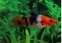 Xipho koi sanke - Xipho séléction - Comptoir du Poisson exotique