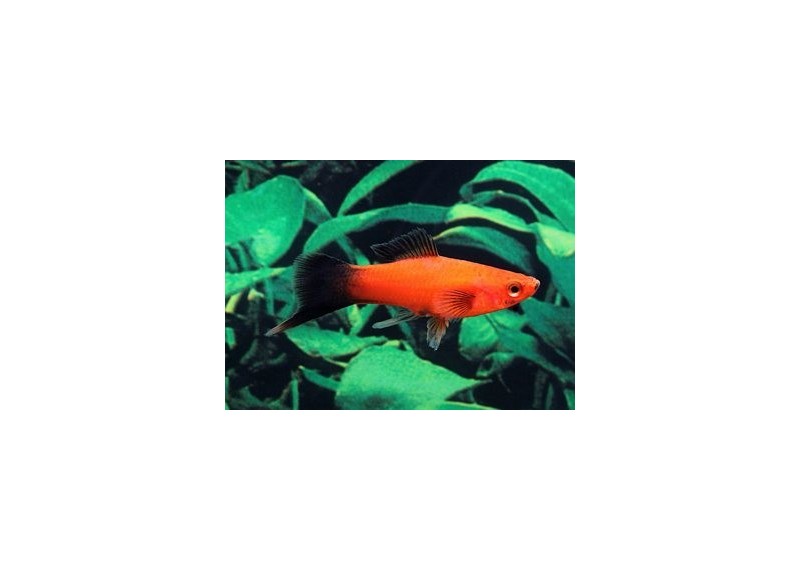 Xipho wagtail rouge - Xipho - Comptoir du Poisson exotique