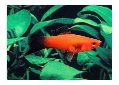 Xipho wagtail rouge - Xipho - Comptoir du Poisson exotique