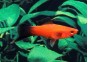 Xipho wagtail rouge - Xipho - Comptoir du Poisson exotique