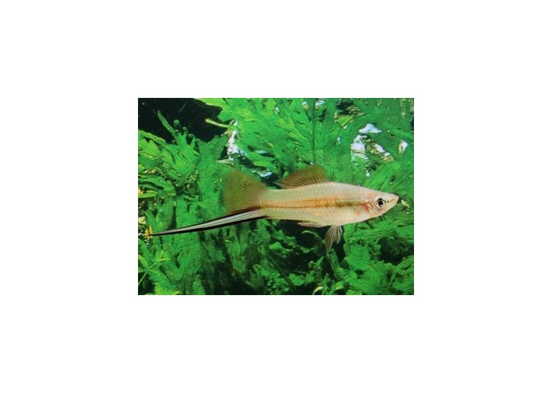 Xipho vert - Xipho - Comptoir du Poisson exotique