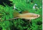 Xipho vert - Xipho - Comptoir du Poisson exotique