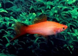 Xipho comete rose - Xipho - Comptoir du Poisson exotique
