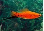 Xipho calico rouge - Xipho - Comptoir du Poisson exotique