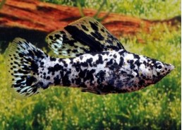 Velifera dalmatien - Veliferas - Comptoir du Poisson exotique