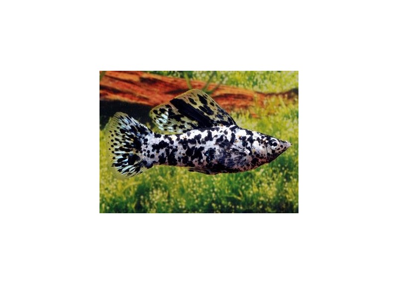Velifera dalmatien - Veliferas - Comptoir du Poisson exotique