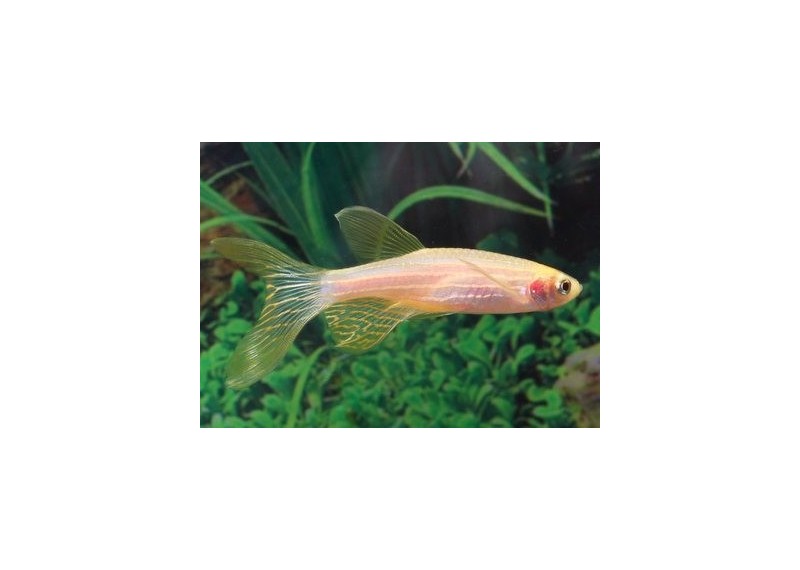 Danio rerio gold voile - Danio - Comptoir du Poisson exotique