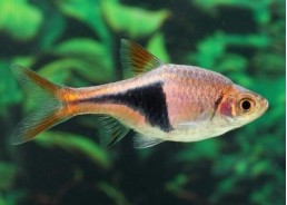 Rasbora arlequin - Rasboras - Comptoir du Poisson exotique