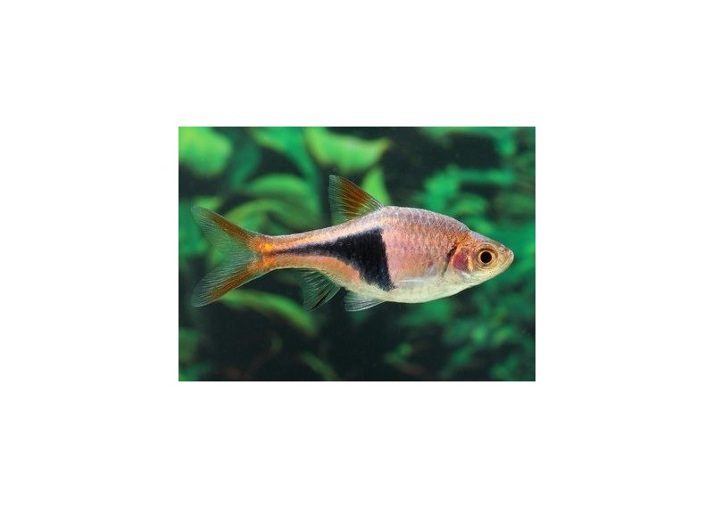 Rasbora arlequin - Rasboras - Comptoir du Poisson exotique