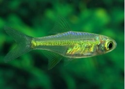 Rasbora kubotai - Rasboras - Comptoir du Poisson exotique