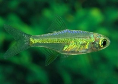 Rasbora kubotai - Rasboras - Comptoir du Poisson exotique