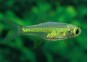 Rasbora kubotai - Rasboras - Comptoir du Poisson exotique