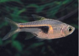 Rasbora hengeli - Rasboras - Comptoir du Poisson exotique