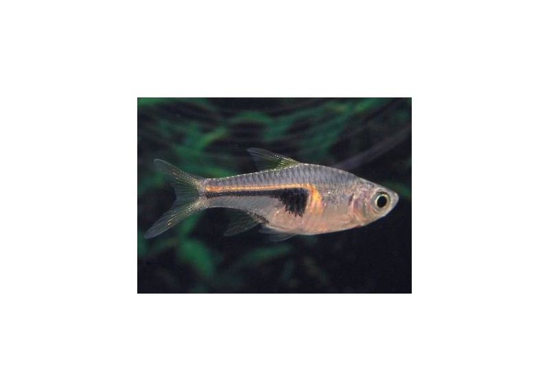 Rasbora hengeli - Rasboras - Comptoir du Poisson exotique