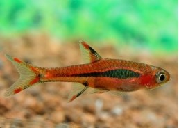 Rasbora moustique - Rasboras - Comptoir du Poisson exotique