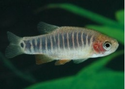 Rasbora emeraude - Rasboras - Comptoir du Poisson exotique