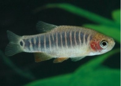 Rasbora emeraude - Rasboras - Comptoir du Poisson exotique