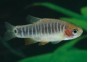 Rasbora emeraude - Rasboras - Comptoir du Poisson exotique