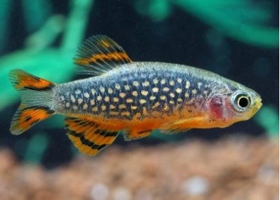 Rasbora microrasbora galaxy - Rasboras - Comptoir du Poisson exotique