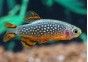 Rasbora microrasbora galaxy - Rasboras - Comptoir du Poisson exotique