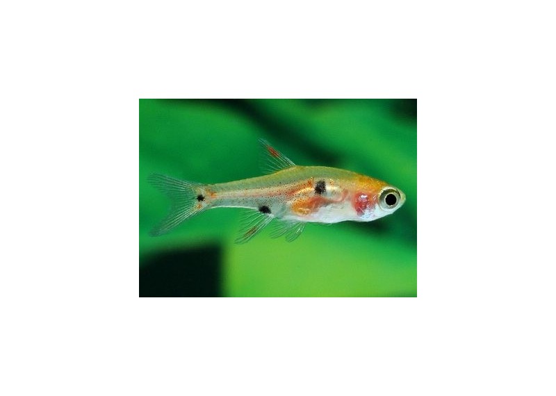 Rasbora nain - Rasboras - Comptoir du Poisson exotique